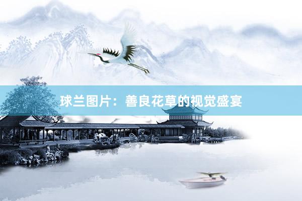 球兰图片：善良花草的视觉盛宴